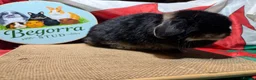 Mini Lop rabbits for sale: Gorgeous adult female mini lops - Advert 2