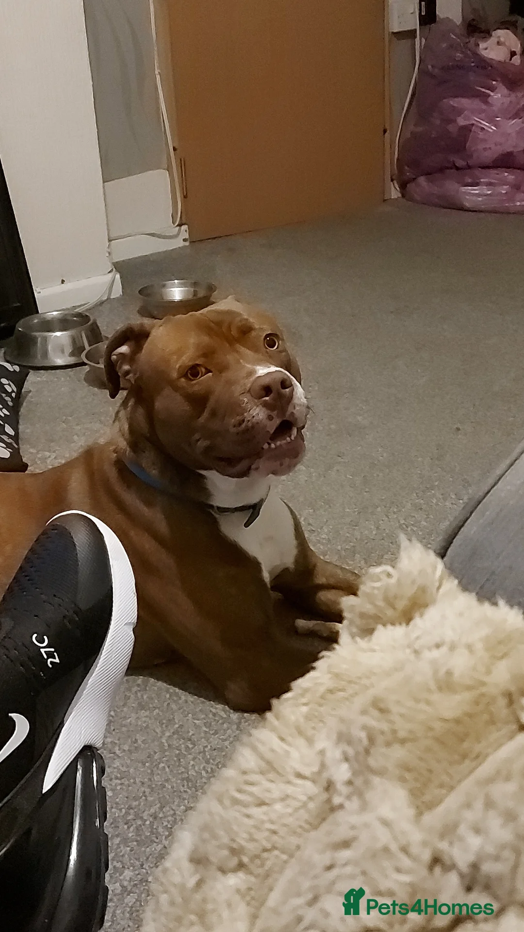 American Bulldog dogs for sale: 1 year old male American bulldog - Advert 2