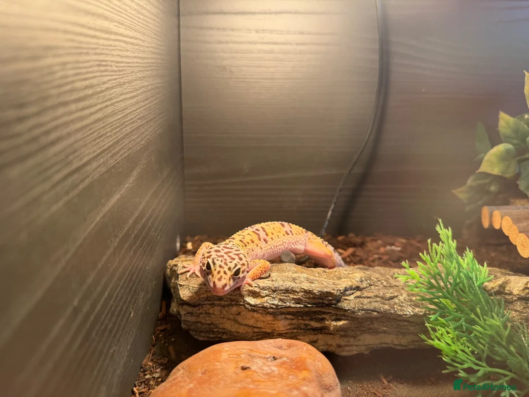 Leopard Gecko reptiles for sale: leopard gecko for rehoming with full set up  in Bilston - Advert 1