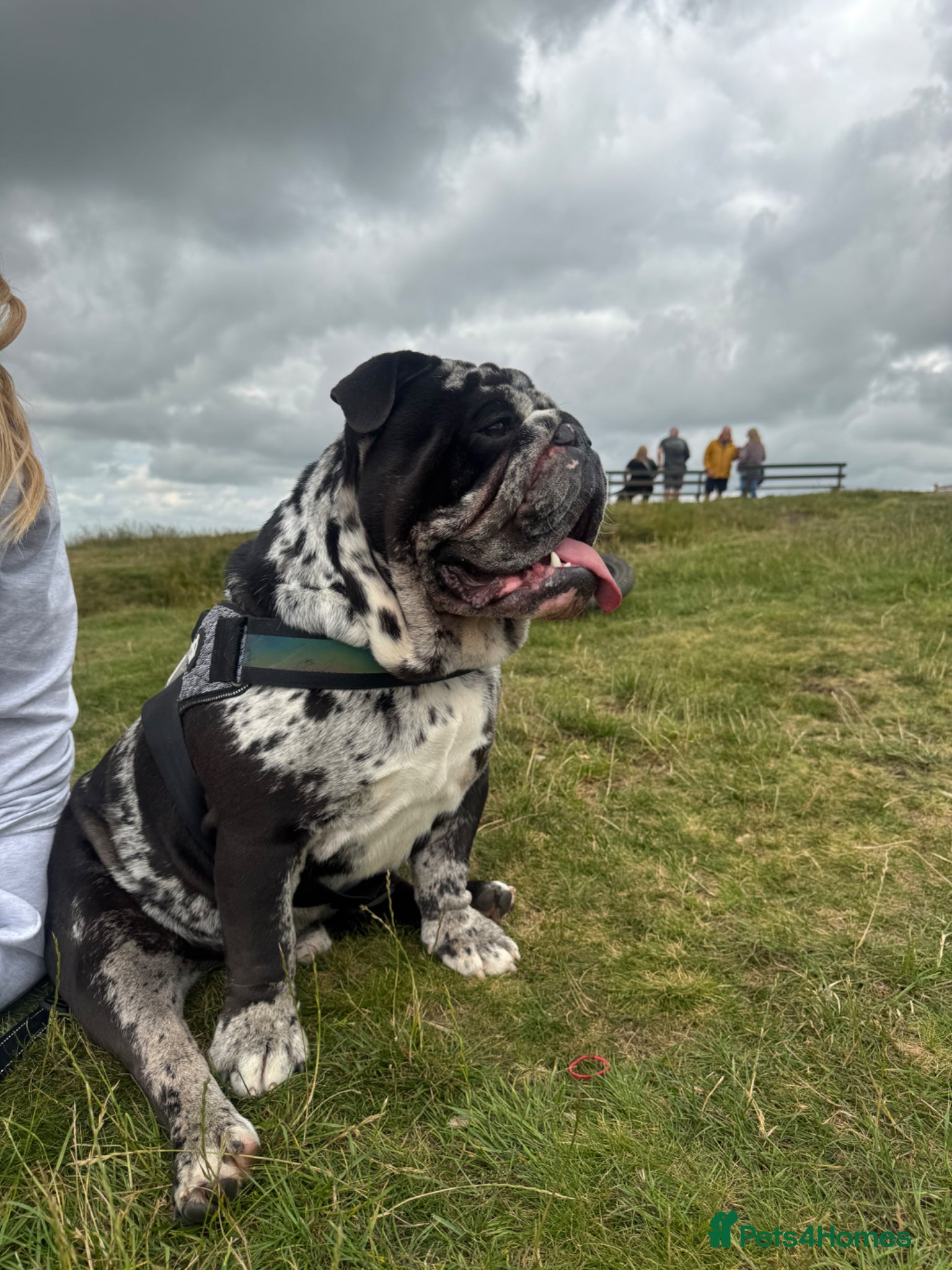 English Bulldog dogs Male English Bulldog, Rare/Unique Coat, Family Dog - Advert 1