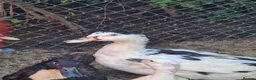 Ducks poultry for sale: Beautiful male muscovy drake  in Ashford - Advert 1