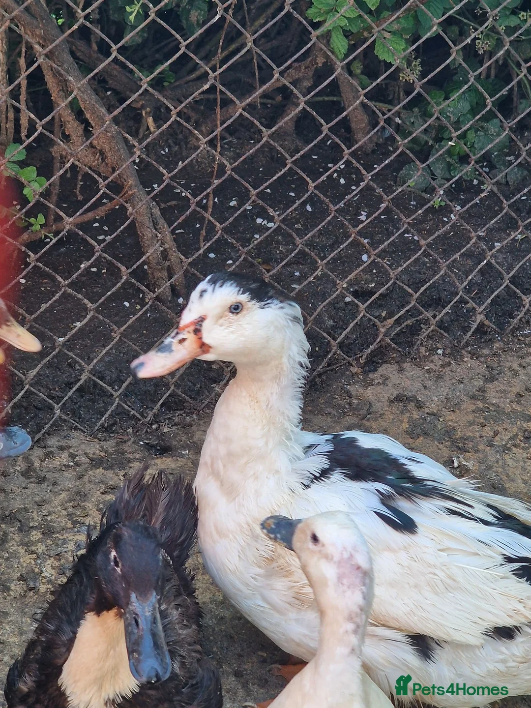 Ducks poultry for sale: Beautiful male muscovy drake  in Ashford - Advert 1