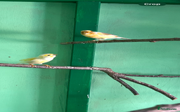 Canaries birds for sale: 2female canaries  - Image 2