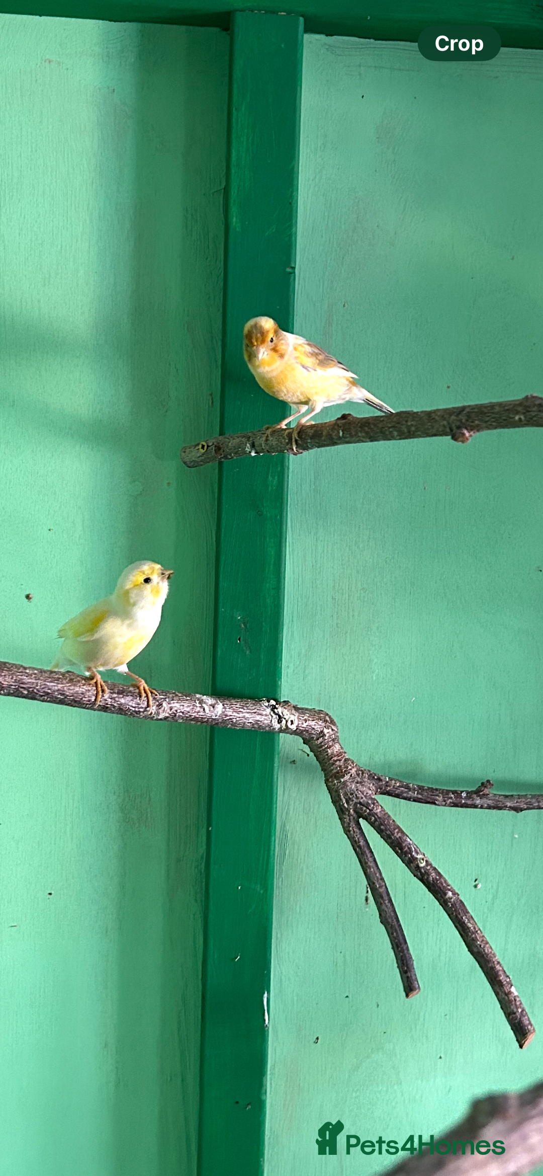 Canaries birds for sale: 2female canaries  - Image 2