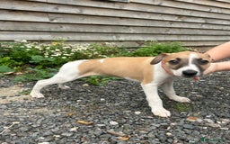 Whippet dogs for sale: Whippet  - Image 5