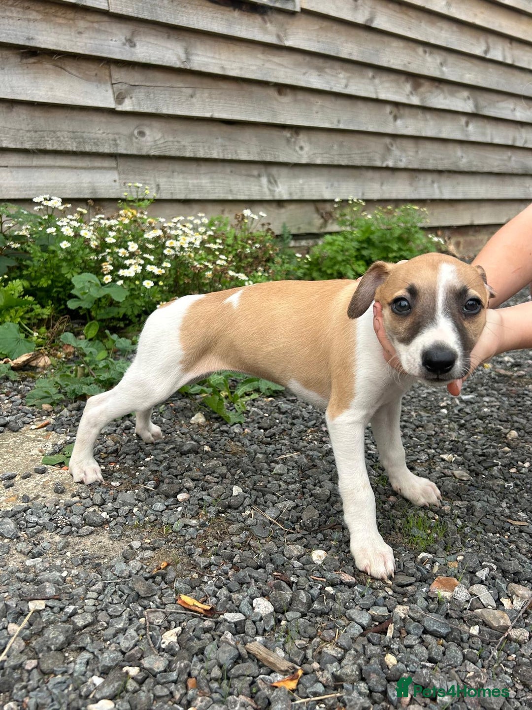 Whippet dogs for sale: Whippet  - Image 5