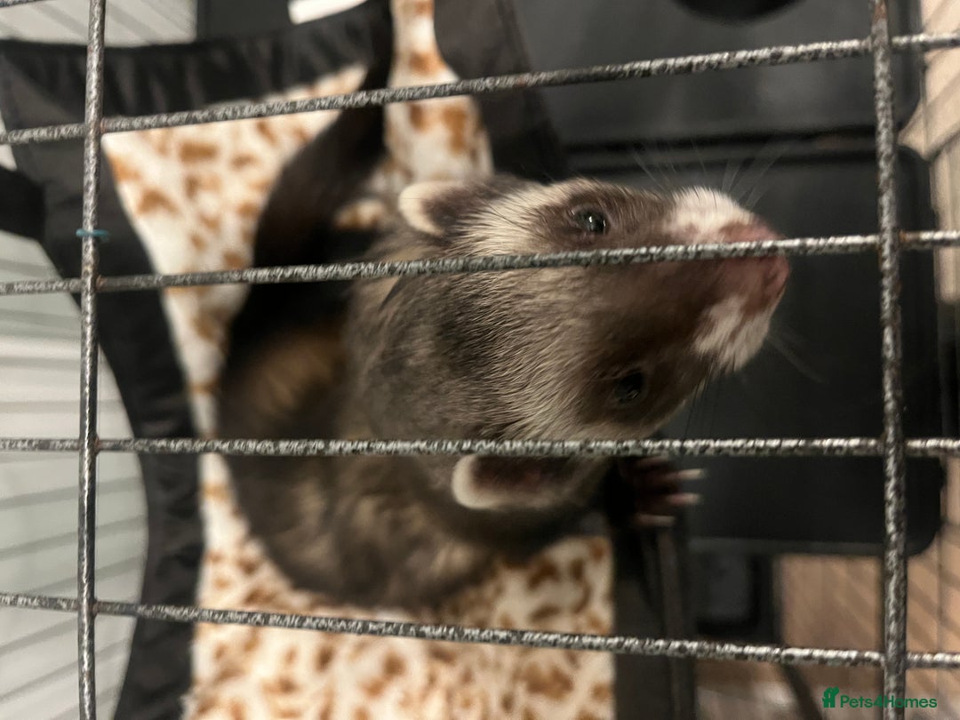 Ferret rodents for sale: Ferret Jill - Advert 2