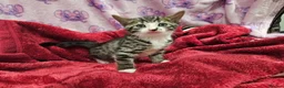 Bengal cats for sale: Bengal kitten's mix - Advert 10