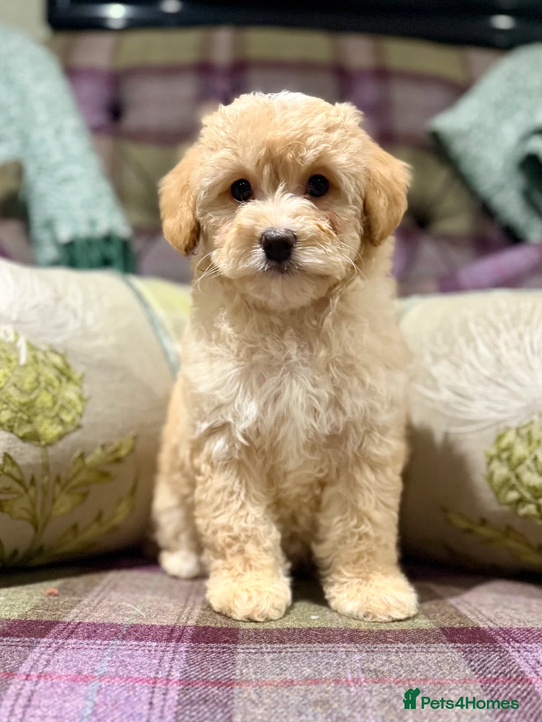Cavapoo dogs for sale: Beautiful F1B Cavapoo puppies  - Advert 1