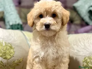 Cavapoo dogs Beautiful F1B Cavapoo puppies - Advert 4