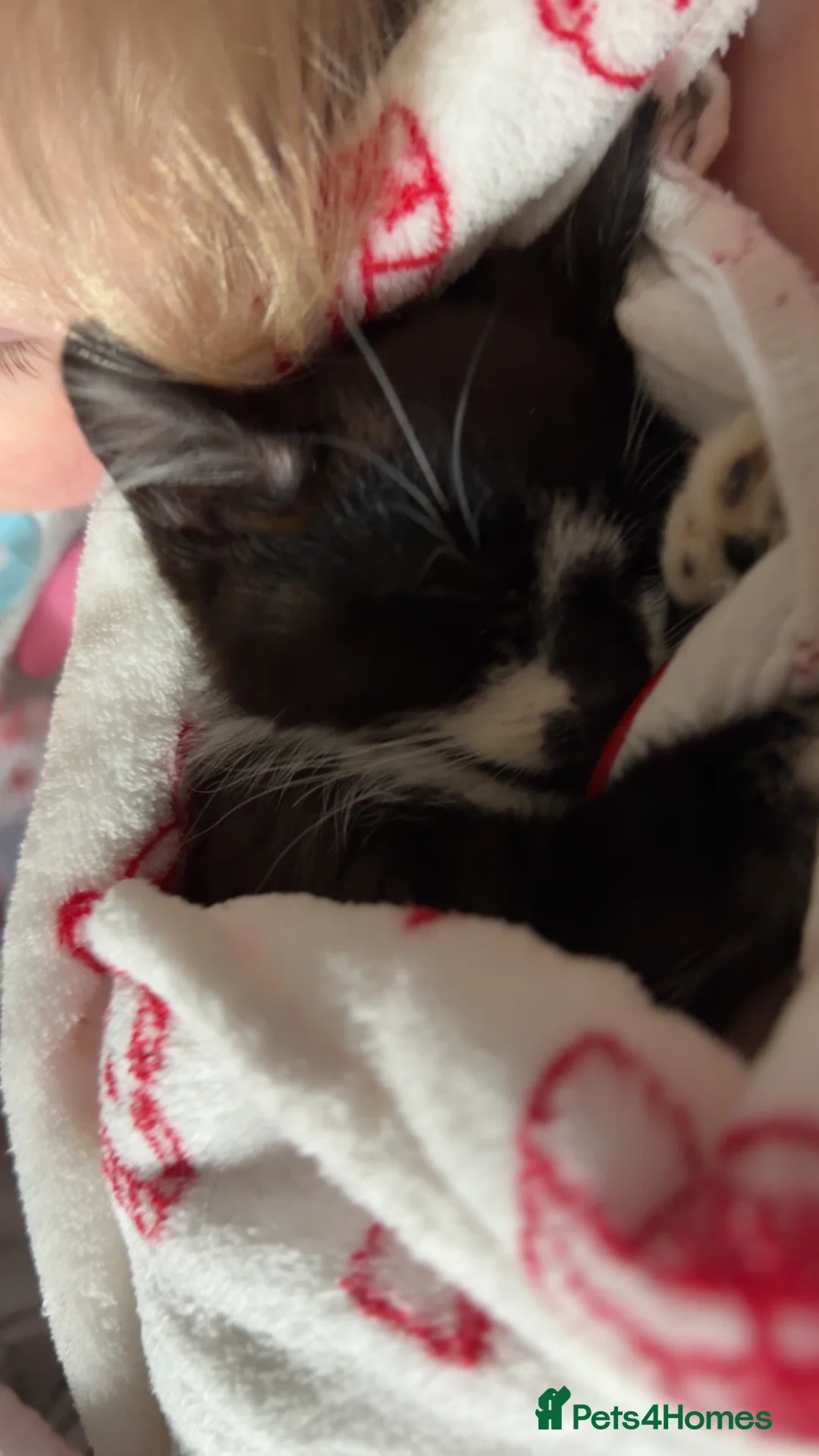 British Shorthair cats for sale: Kittens for sale - Advert 11