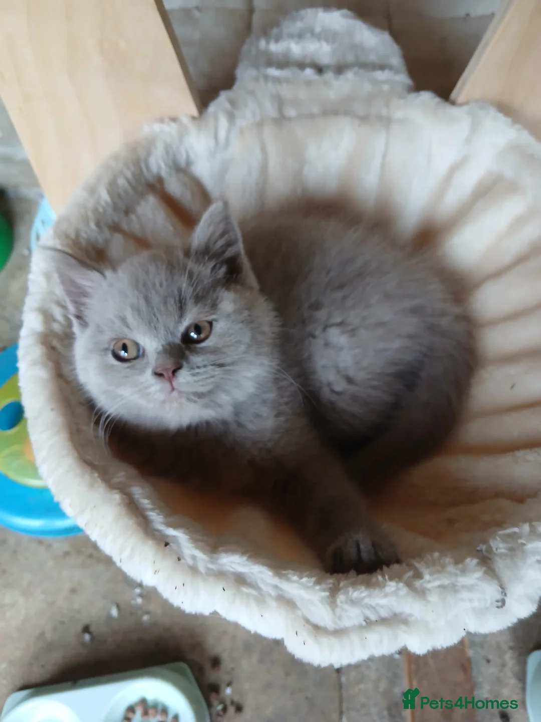 British Shorthair cats for sale: Beautiful British Shorthaired lilac female kitten  - Advert 5