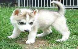 Siberian Husky dogs for sale: Siberian Husky puppies for sale ready now - Image 3