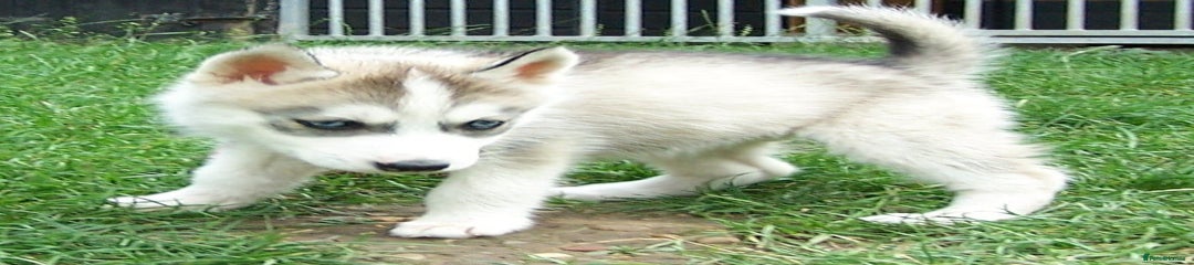 Siberian Husky Puppy 3