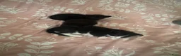 Mixed Breed cats for sale: Kittens for sale  in Bedford - Advert 2