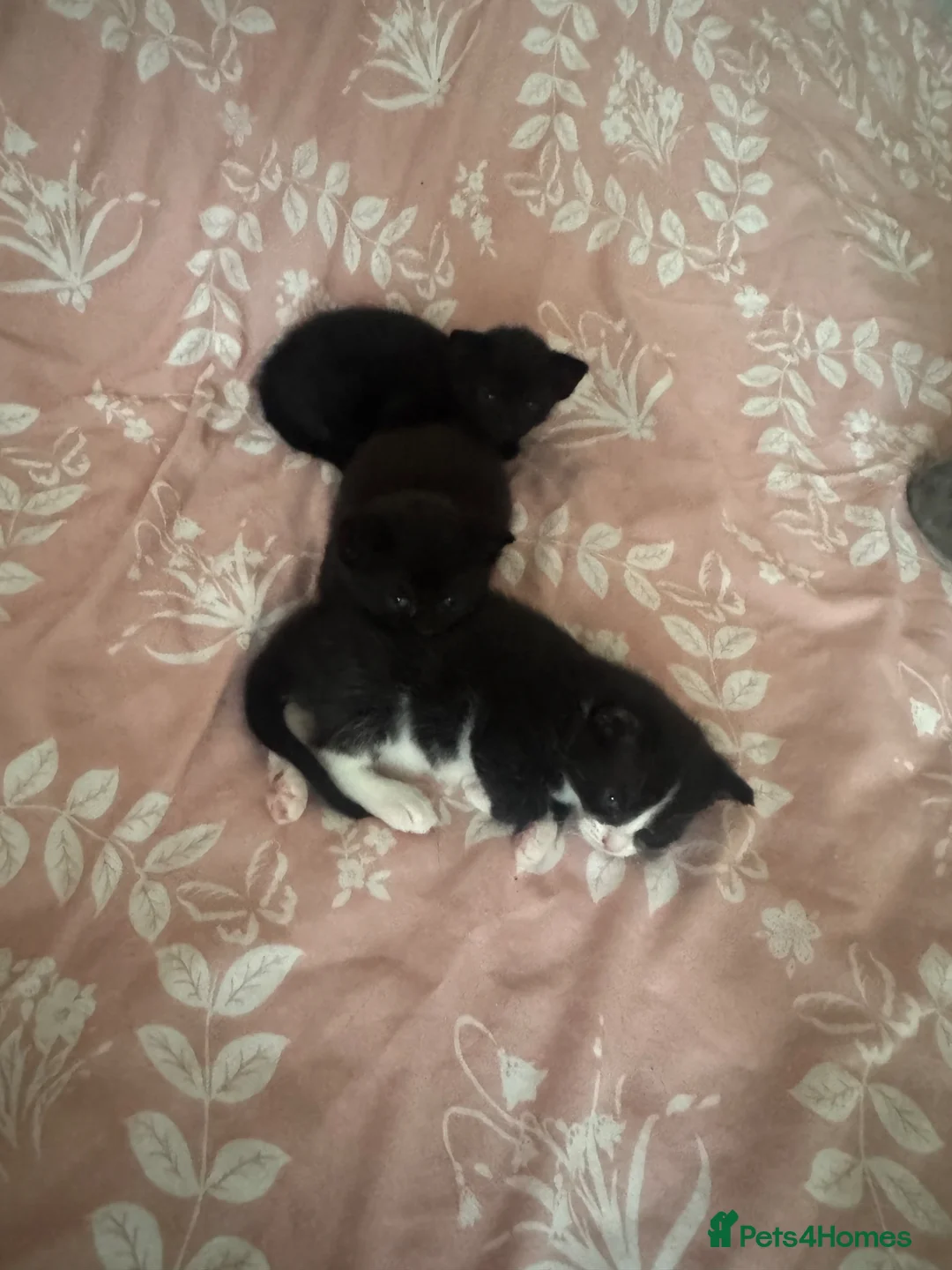 Mixed Breed cats for sale: Kittens for sale  in Bedford - Advert 2
