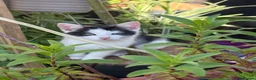 Mixed Breed cats for sale: Kittens  - Advert 3