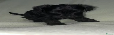 Schnoodle 7