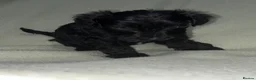 Schnoodle dogs for sale: Schnoodle pups for sale. Ready 11th October.  - Advert 28