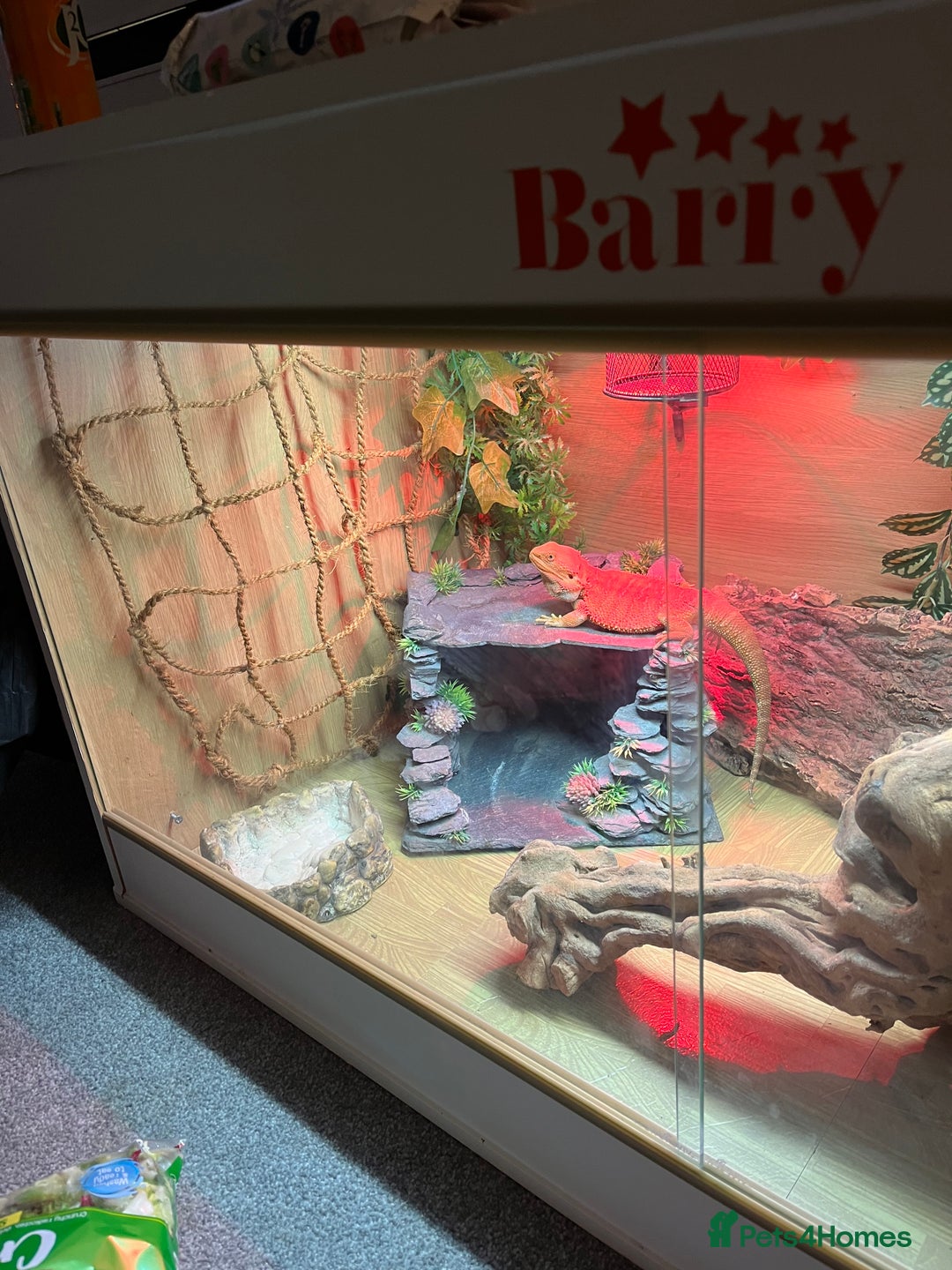 Bearded Dragon reptiles for sale: Super friendly bearded dragon - Image 5