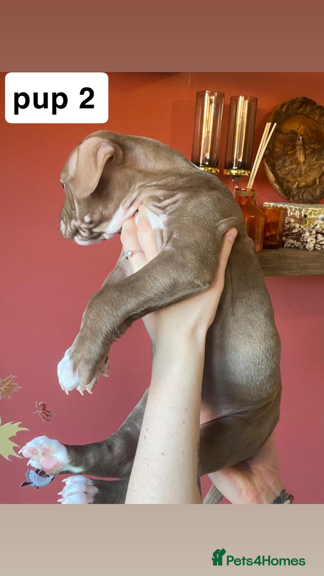 Mixed Breed dogs for sale: staffy X  - Advert 5