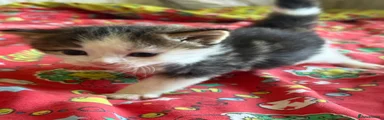 Male tabby 