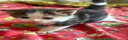 Mixed Breed cats for sale: 4 healthy kittens ready in the next upcoming weeks - Advert 12