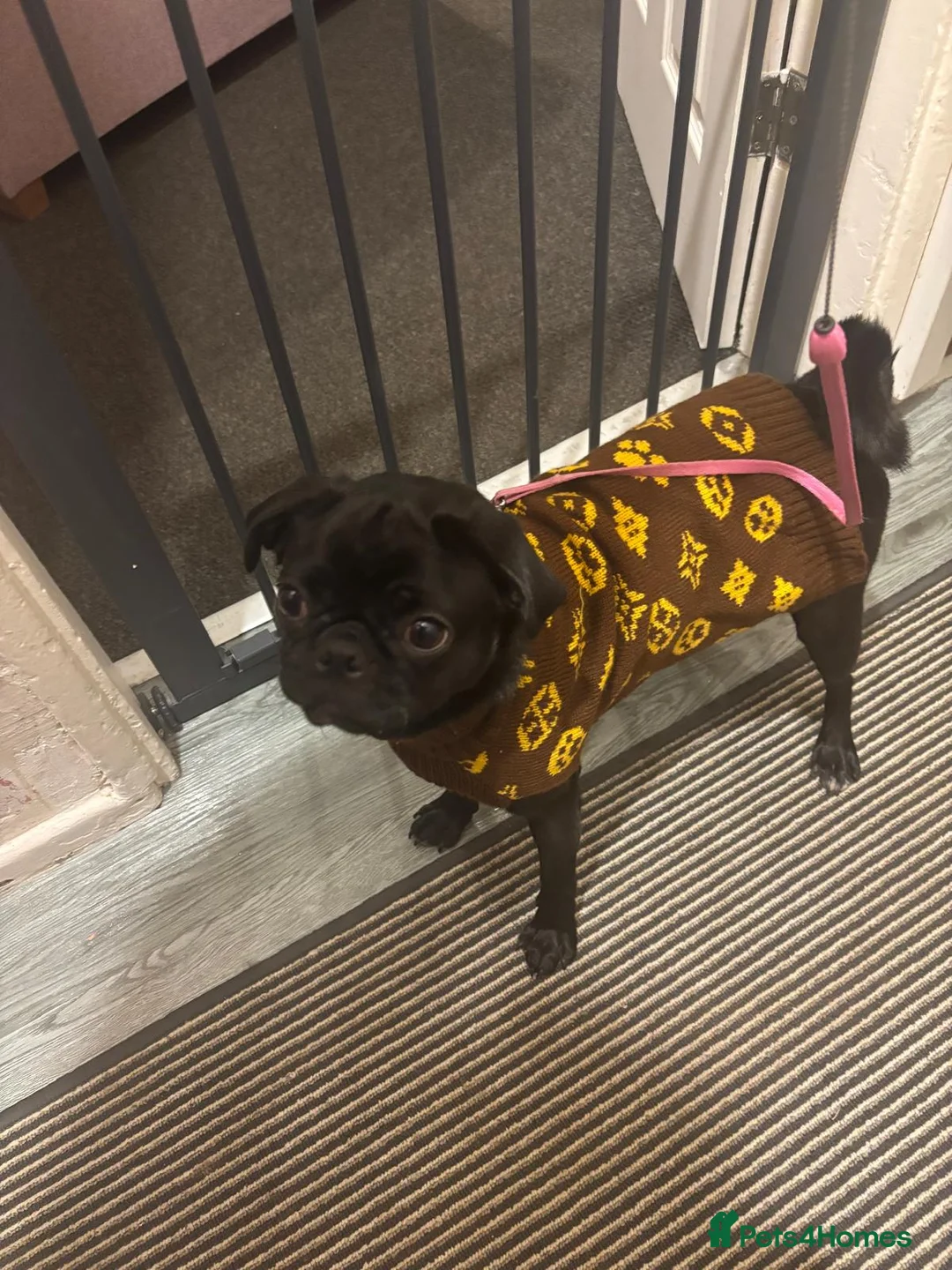 Pug dogs for sale: 9 month old pug - Advert 3