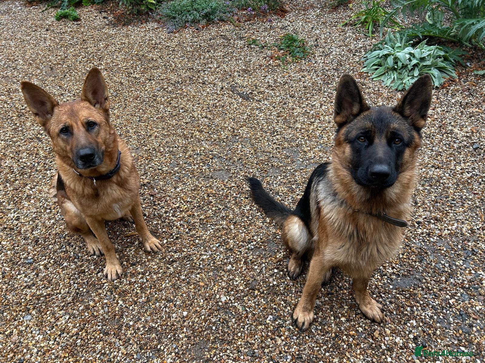 German Shepherd dogs 🐾 Exceptional German Shepherd Litter Expected  - Advert 1