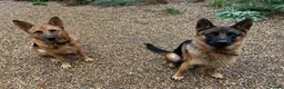German Shepherd dogs for sale: 🐾 Exceptional German Shepherd Litter Expected  in Stansted - Advert 1
