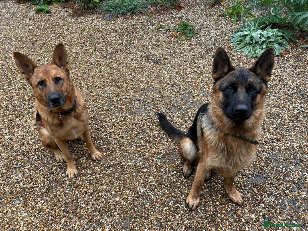 German Shepherd dogs for sale: 🐾 Exceptional German Shepherd Litter Expected  in Stansted - Advert 1