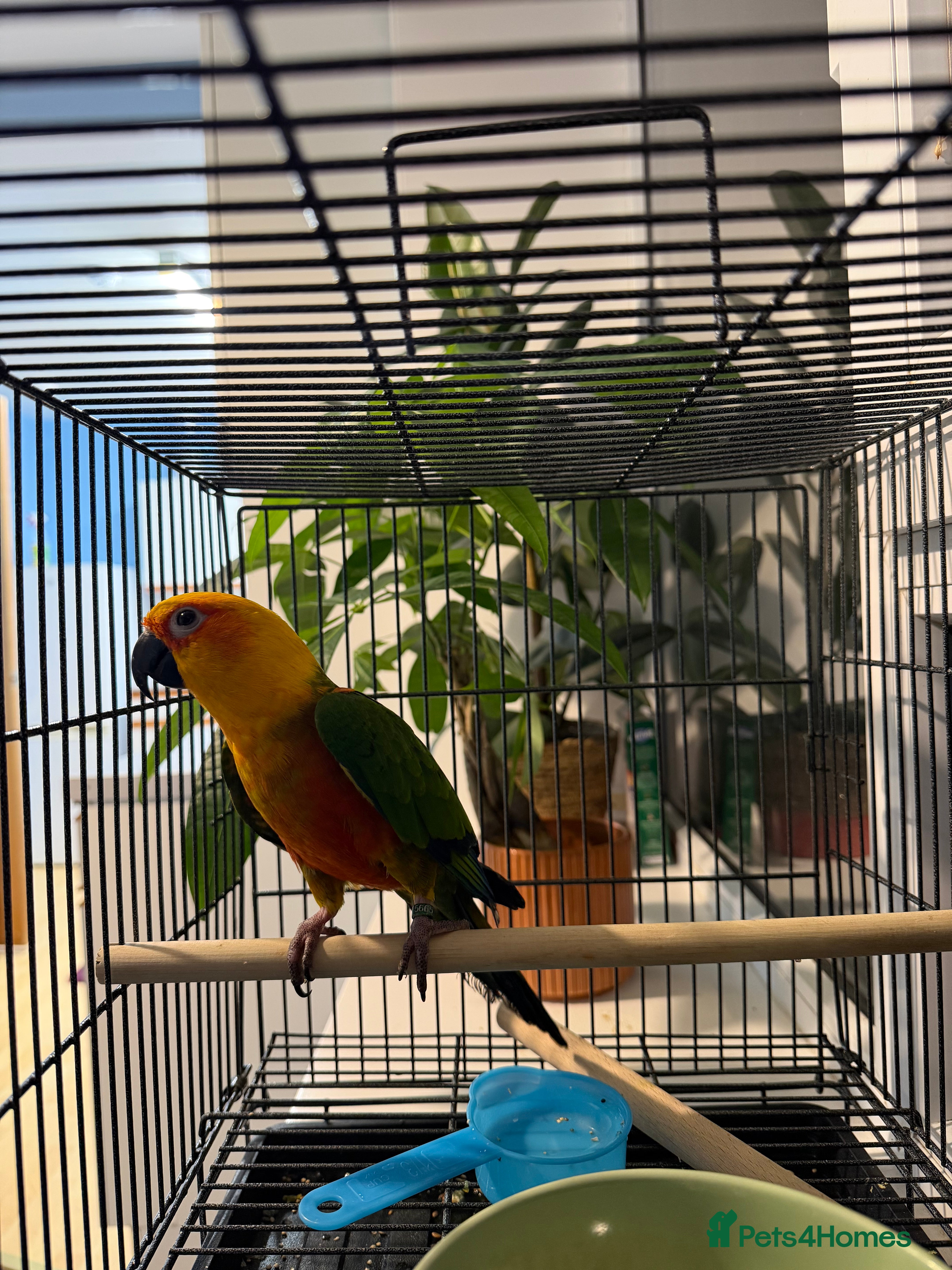 Parrots birds Sun conure - Advert 12