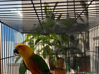 Parrots birds Sun conure - Advert 12
