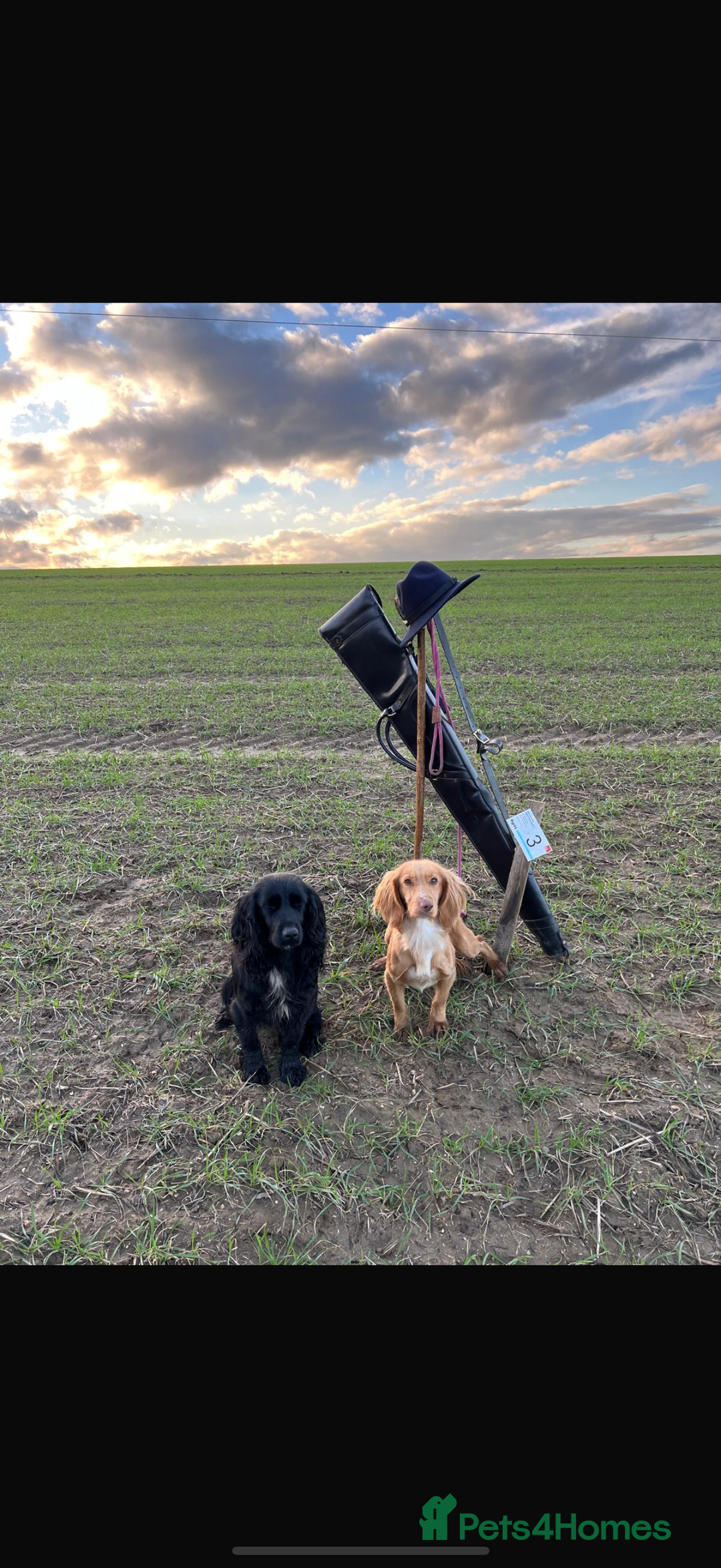 Cocker Spaniel dogs for sale: Quality KC registered FTC Working Cocker Spaniels - Image 12