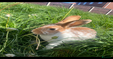 Rex rabbits - Advert 1