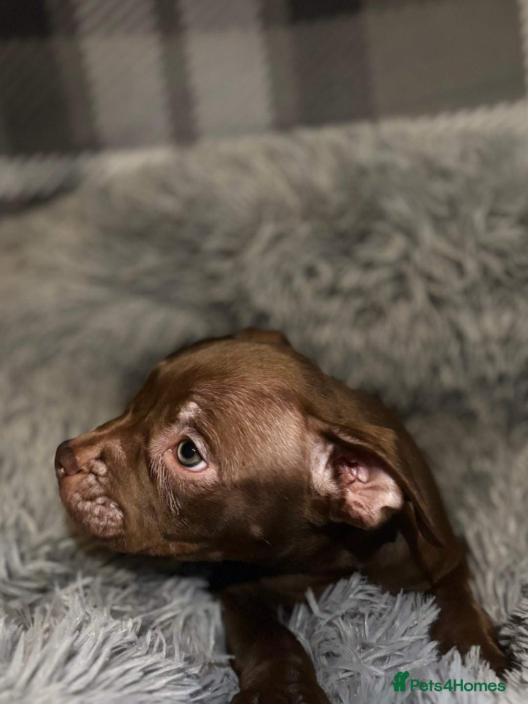 American Bully dogs for sale: perfect puppys - Image 19