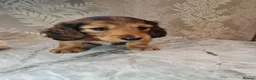Miniature Dachshund dogs for sale: Gorgeous Miniature Dachshund Puppies in York - Advert 20