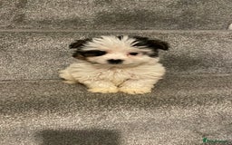Biewer Terrier dogs for sale:  **  Biewer Terrier Babies Available 🥰 - Image 5
