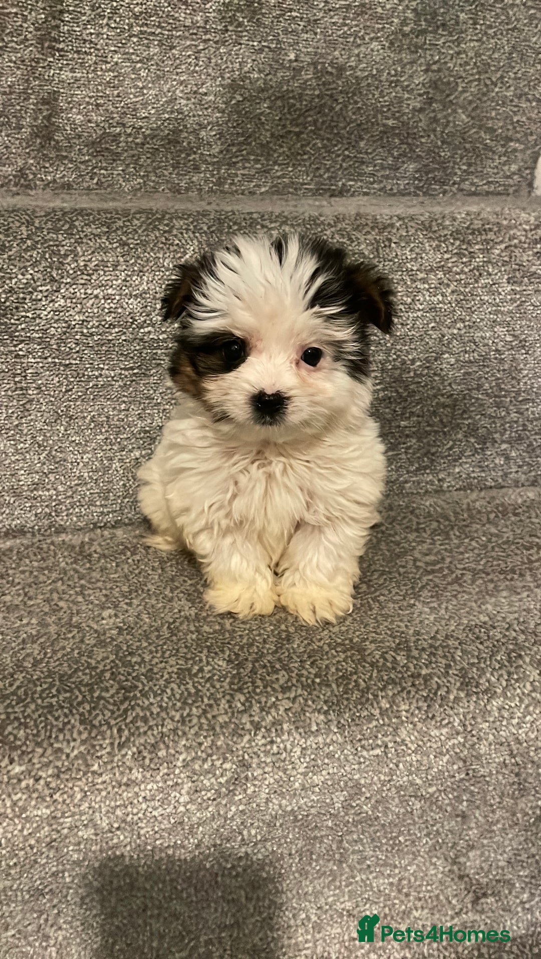 Biewer Terrier dogs for sale:  **  Biewer Terrier Babies Available 🥰 - Image 5