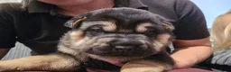 Mixed Breed dogs for sale: Shepard Peis - Advert 11