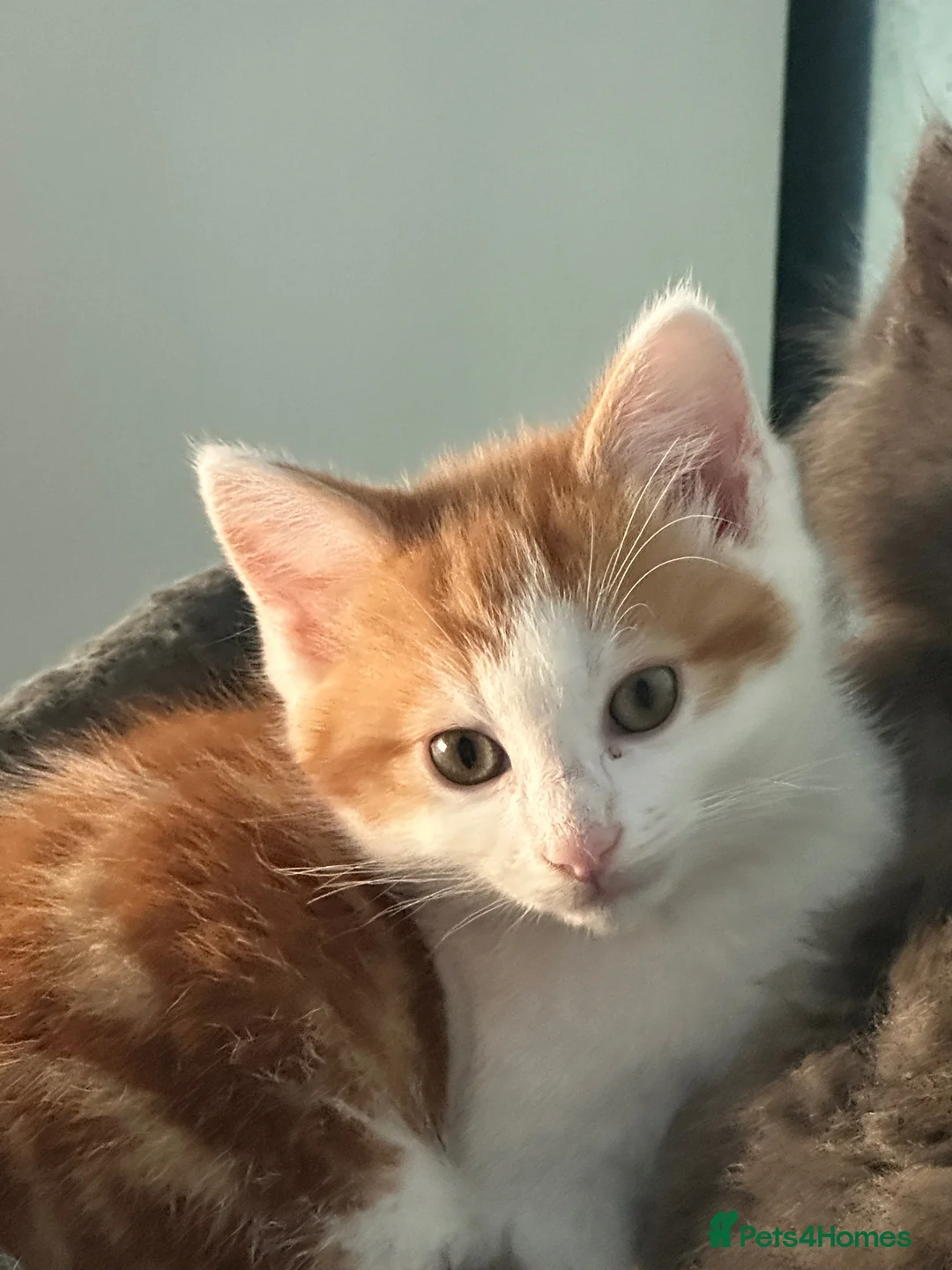Mixed Breed cats for sale: two beautiful kittens in Canterbury - Advert 4