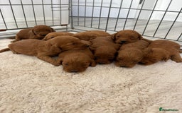 Cockapoo dogs for sale: Cockerpoo Puppies  - Image 5
