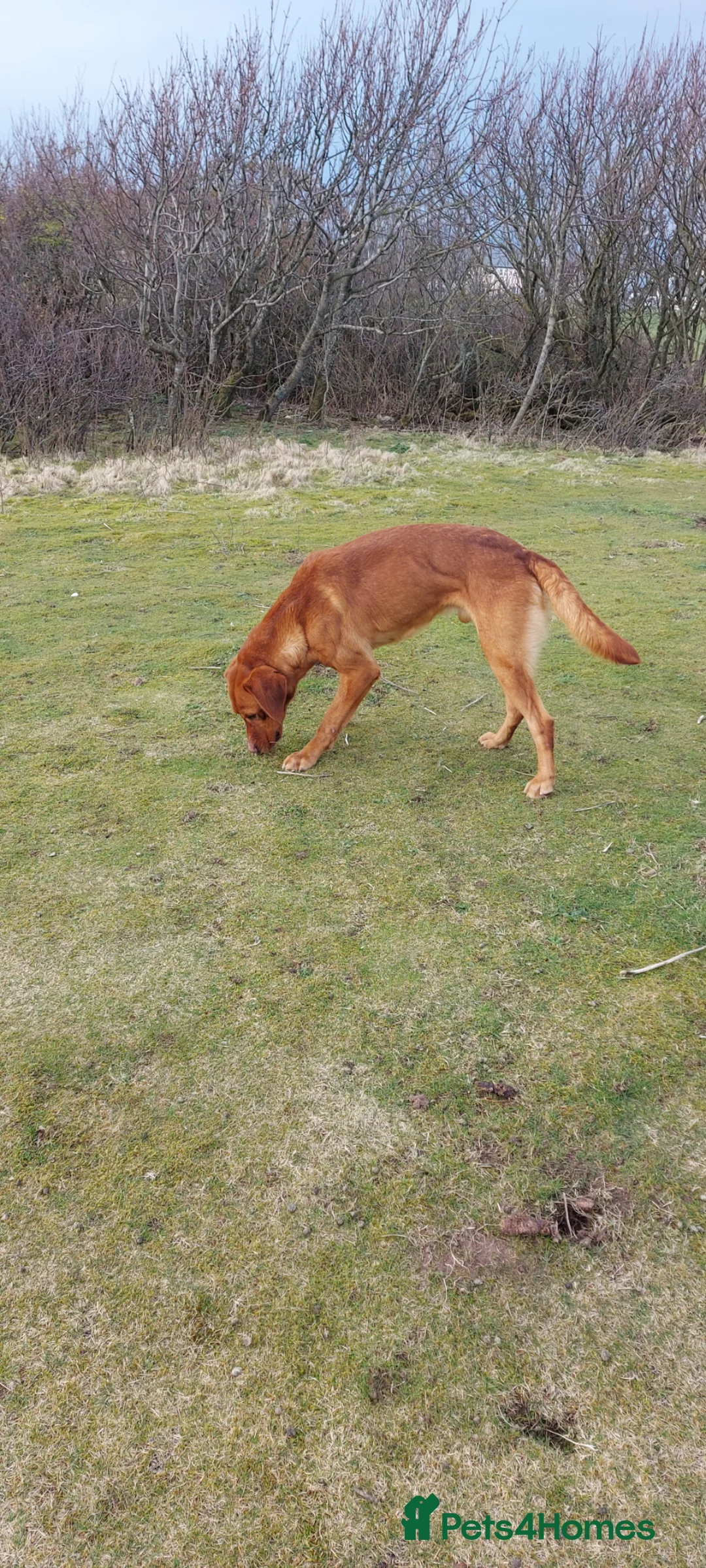 Labrador Retriever dogs for sale: Labrador boy pups - Advert 2