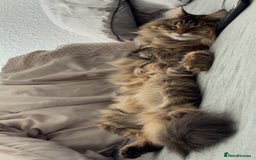 Maine Coon cats for sale: Two four year old Maine coon cats (mixed) - Image 5
