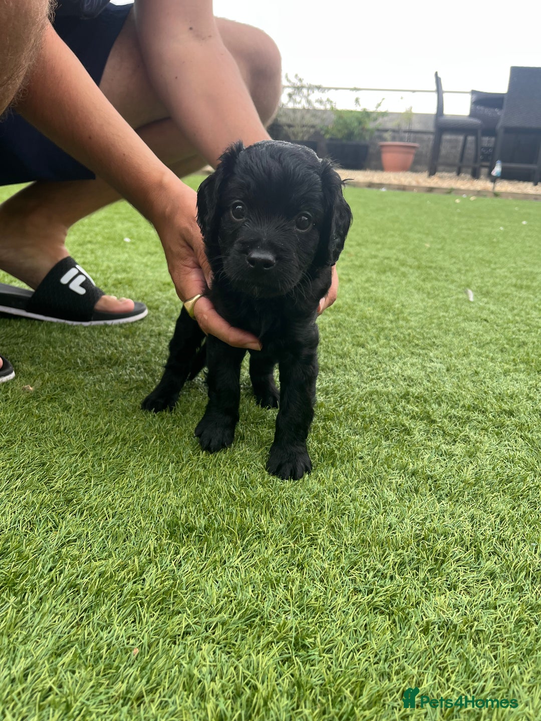 Cavapoo dogs for sale: ONLY our clever little Ricki left!  - Image 1