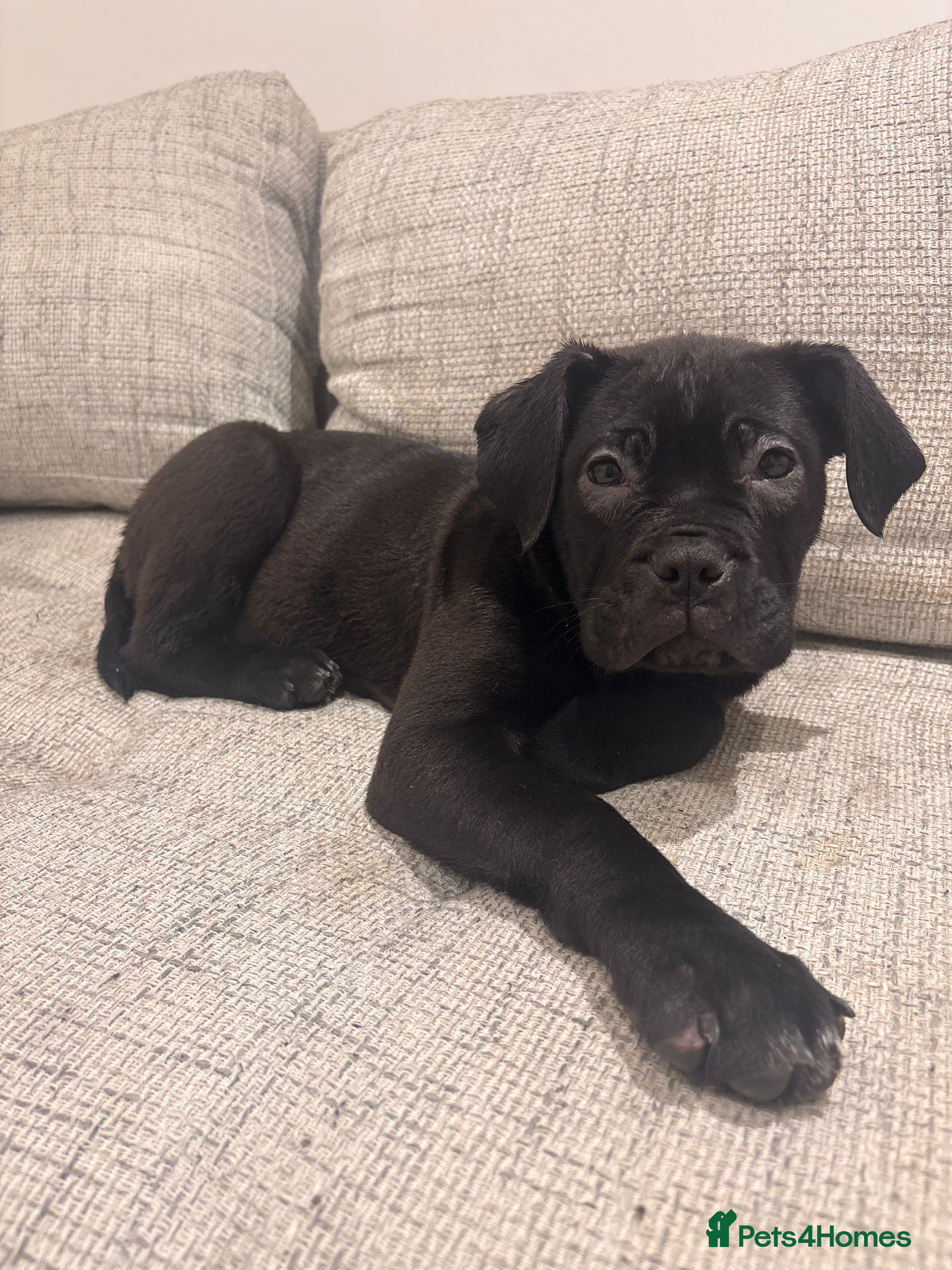 Mixed Breed dogs Fully Vaccinated Girls Ready to go! - Advert 1