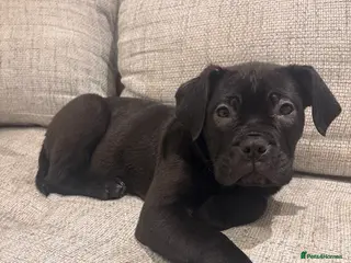 Mixed Breed dogs Fully Vaccinated Girls Ready to go! - Advert 1