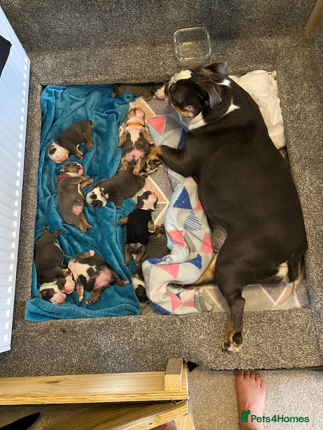 English Bulldog dogs for sale: English Bulldog Puppies - Image 10
