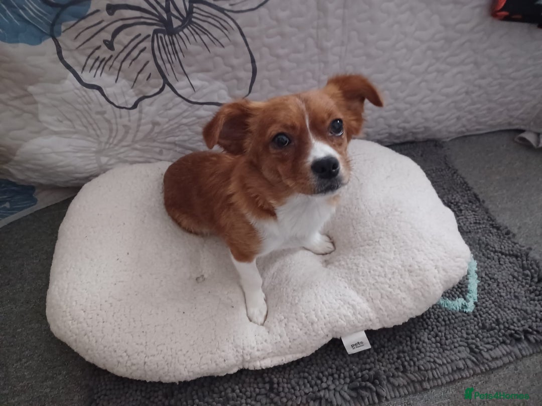 Mixed Breed dogs for adoption: Rielle - Image 4