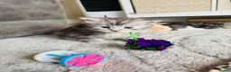 Maine Coon cats for sale: Stunning Maine coon kittens 4 available - Advert 9